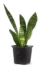 Sansevieria zeylanica mother for sale  Delivered anywhere in USA 