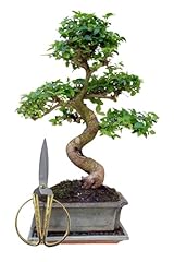 Genki bonsai starterset gebraucht kaufen  Wird an jeden Ort in Deutschland