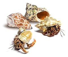 Nature gift live for sale  Delivered anywhere in USA 