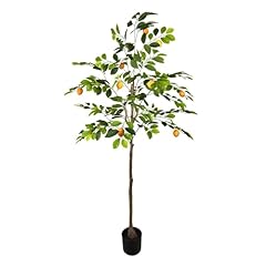 Albero limone vaso usato  Spedito ovunque in Italia 