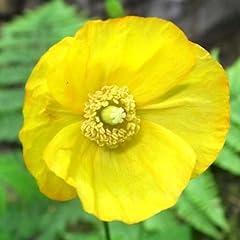 Plant seeds meconopsis for sale  Delivered anywhere in UK