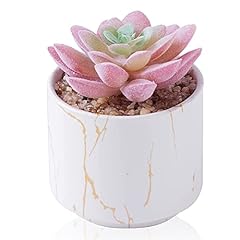 Zenmag mini succulents for sale  Delivered anywhere in USA 