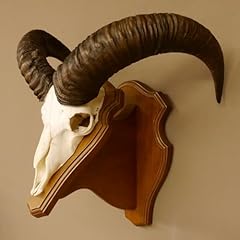 Mufflon widder geweih gebraucht kaufen  Wird an jeden Ort in Deutschland