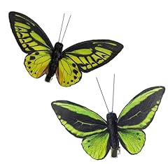 Wandelande ornithoptera priamu for sale  Delivered anywhere in USA 