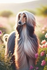 Beautiful afghan hound for sale  Delivered anywhere in UK