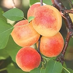 Sugar pearls apricot for sale  Delivered anywhere in USA 