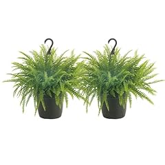 Costa farms ferns for sale  Delivered anywhere in USA 