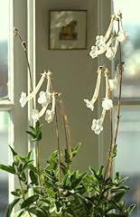 Sinningia tubiflora rara for sale  Delivered anywhere in UK
