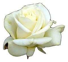 Yorkshire lady rose for sale  Delivered anywhere in UK