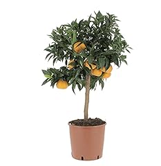 Kentis pianta mandarino usato  Spedito ovunque in Italia 