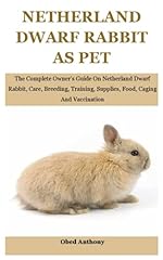 Netherland dwarf rabbit for sale  Delivered anywhere in USA 