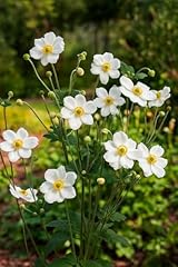 Perennial farm anemone for sale  Delivered anywhere in USA 