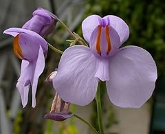 100 graines fleurs d'occasion  Livré partout en France