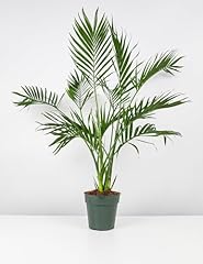 Cat palm live for sale  Delivered anywhere in USA 