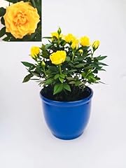 Powers flowers rosa usato  Spedito ovunque in Italia 