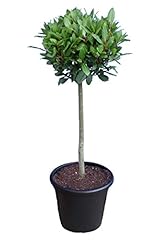 Laurus nobilis standard for sale  Delivered anywhere in Ireland