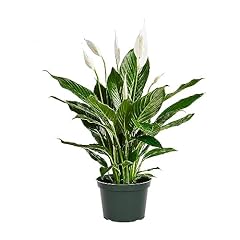 American plant spathiphyllum for sale  Delivered anywhere in USA 