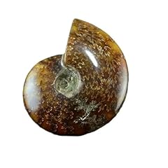 30g 40g ammonit gebraucht kaufen  Wird an jeden Ort in Deutschland