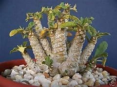 Zumari cacti caudex for sale  Delivered anywhere in UK