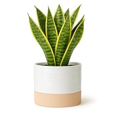 Blueming home decor for sale  Delivered anywhere in USA 