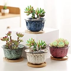 Succulent plant pot for sale  Delivered anywhere in USA 