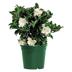 American plant bush for sale  Delivered anywhere in USA 