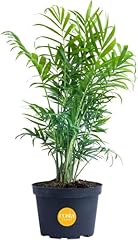 Costa farms neanthebella for sale  Delivered anywhere in USA 