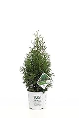 North pole arborvitae for sale  Delivered anywhere in USA 