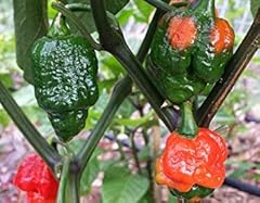 Trinidad scorpion hottest gebraucht kaufen  Wird an jeden Ort in Deutschland