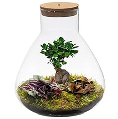 Ecoworld bonsai pflanzen gebraucht kaufen  Wird an jeden Ort in Deutschland