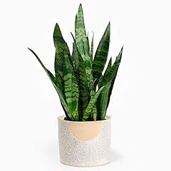 Sansevieria black coral for sale Sansevieria black coral for sale  Delivered anywhere in UK