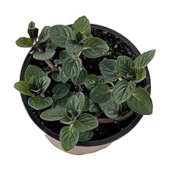 Peppermint plant 11cm for sale  Delivered anywhere in UK