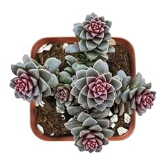 Live succulent cremnosedum for sale  Delivered anywhere in USA 