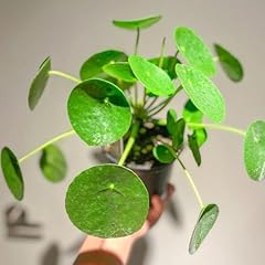 Pcs pilea peperomioides gebraucht kaufen  Wird an jeden Ort in Deutschland