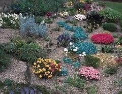 Collection alpine plants for sale  Delivered anywhere in UK