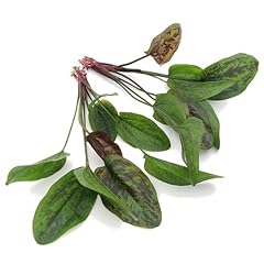 K2aqua echinodorus chocolate for sale  Delivered anywhere in UK
