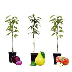 Plant box bstbäume gebraucht kaufen  Wird an jeden Ort in Deutschland