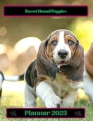 Basset hound puppies for sale  Delivered anywhere in UK