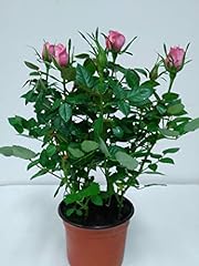 Mini pink rose for sale  Delivered anywhere in USA 