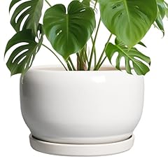 Sqowl ceramic pot for sale  Delivered anywhere in USA 