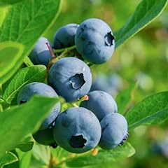 Becki blue blueberry for sale  Delivered anywhere in USA 