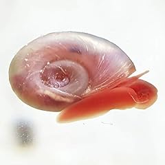 Aqualife pink ramshorn for sale  Delivered anywhere in Ireland