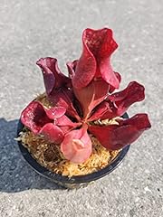 Carnivorous purple pitcher for sale  Delivered anywhere in USA 