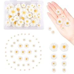 100 stück gänseblümchen gebraucht kaufen  Wird an jeden Ort in Deutschland