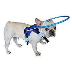 Hqslc blind dog for sale  Delivered anywhere in USA 