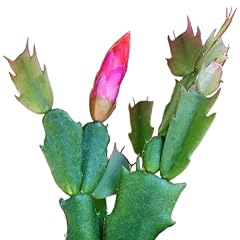Live cactus plants for sale  Delivered anywhere in USA 