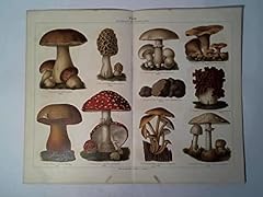 Pilze d'occasion  Livré partout en France