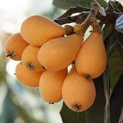 Loquat tree live for sale  Delivered anywhere in USA 