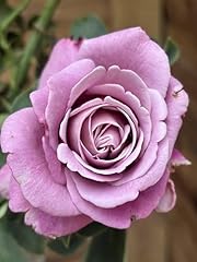 Fragrant lilac purple for sale  Delivered anywhere in UK