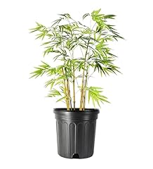 Bamboo golden goddess for sale  Delivered anywhere in USA 